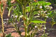 Kara: Tabacco Plants