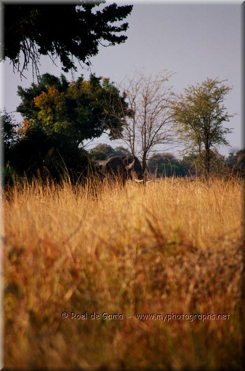 Okavango Delta: Olifanten