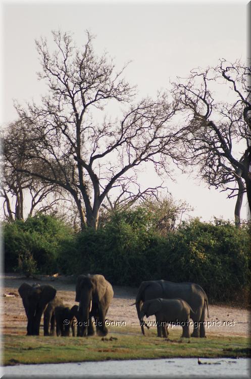 Chobe NP: Olifanten
