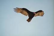 Arica: Condors
