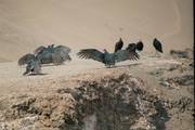Arica: Condors