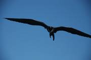 Galapagos: Great Frigatebird