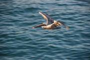 Las Bachas: Brown Pelican