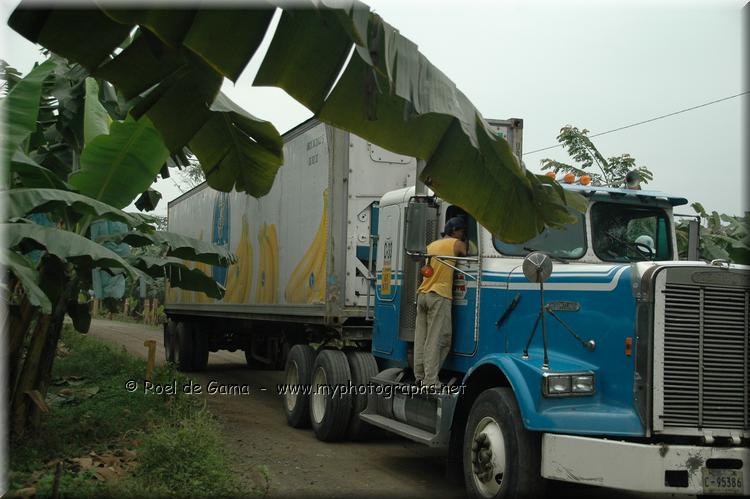 Honduras: Bananenplantage