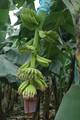 Honduras: Bananenplantage
