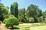 Bogor: Botanische Tuin