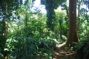 Bogor: Kebun Raya Indonesia