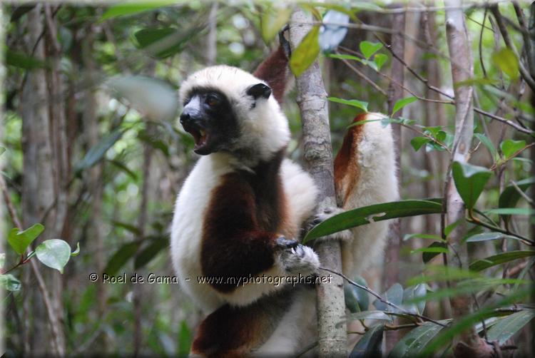 Pangalanes: Coquerels Sifaka Lemur