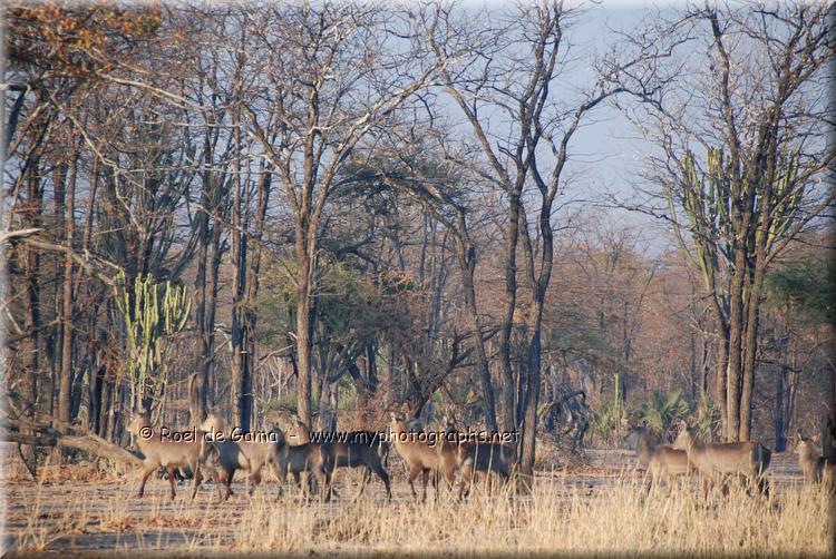 Liwonde National Park: Wildlife