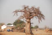 Mozambique: Baobab Boom