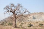 Mozambique: Baobab Boom