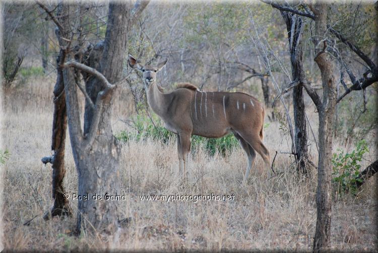 Kruger Nationaal Park: Koedoe