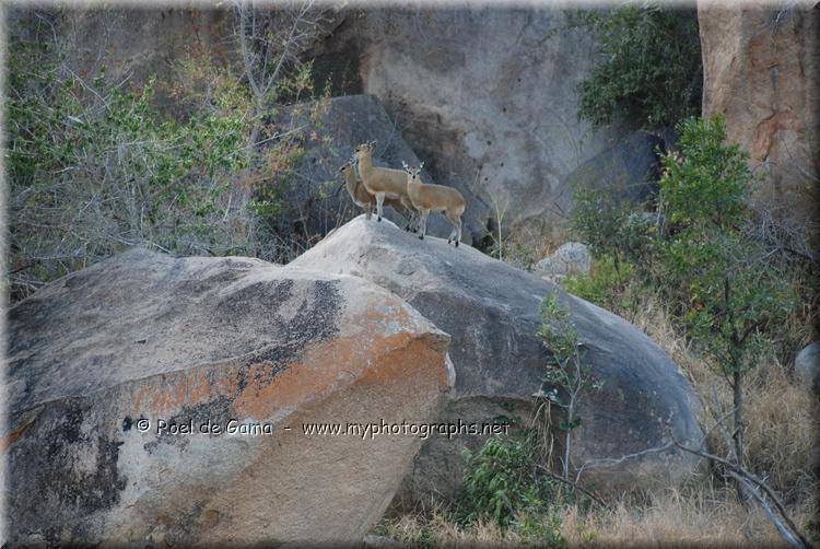 Kruger Nationaal Park: Steenbok