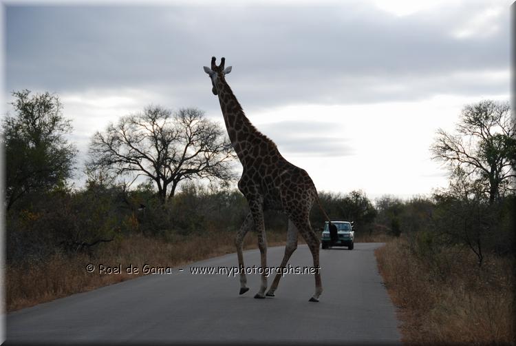 Kruger Nationaal Park: Giraffe