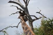 Kruger Nationaal Park: Giraffe