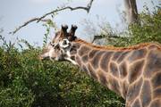Kruger National Park: Giraffe