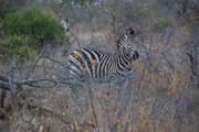 Kruger Nationaal Park: Zebra