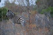 Kruger National Park: Zebra