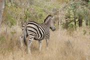 Kruger Nationaal Park: Zebra