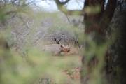Kruger NP: Witte Neushoorn