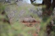 Kruger NP: Witte Neushoorn