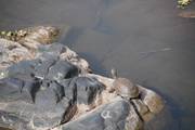 Kruger Nationaal Park: Schildpad