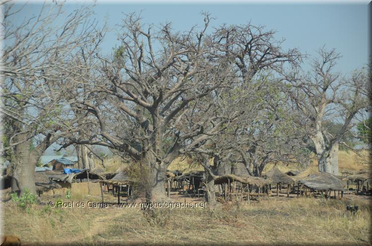 Togo: Baobab Trees