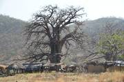 Togo: Baobab Trees