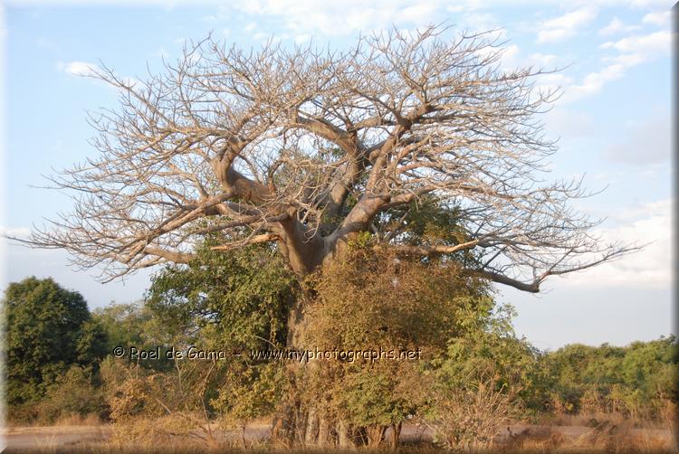 South Luangwa NP: Baobab