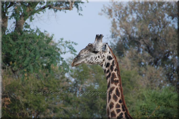 South Luangwa: Giraffes