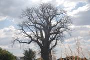 Zambia: Baobab Boom